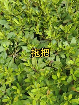 #洗脸巾拖把 #拖把 #免手洗拖把