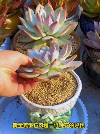 10斤装黄金麦饭石颗粒土多肉专用铺面石绿植通用土#黄金软麦饭石 #种植小技巧 #用多肉治愈生活 #多肉植物 #种多肉