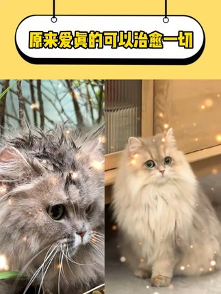 爱真的可以治愈一切! #救助流浪动物 #猫咪 #小猫日记