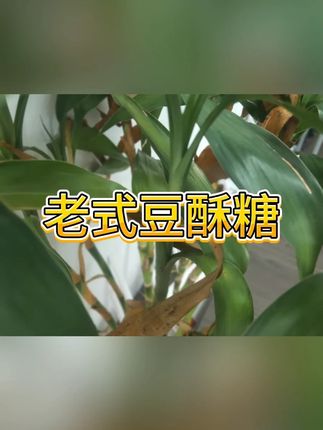 浙江豆酥糖宁波特产 #地方特产 #怀旧美食 #传统糕点