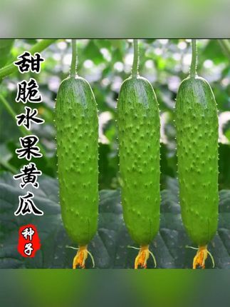 【唐山秋瓜黄瓜种子】黄瓜种子唐山秋瓜籽阳台秋黄瓜蔬菜种子#农业种植 #黄瓜 #种子 #黄瓜种植 #阳台小院均可种植
