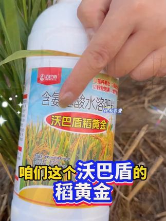 沃巴盾稻黄金氨基酸水溶肥料水稻专用增产茎秆粗壮籽粒饱满#水稻种植 #水稻管理 #水稻高产 #沃巴盾稻黄金