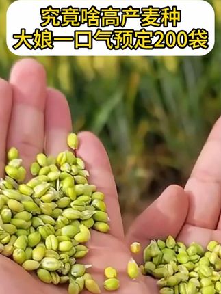 究竟是啥高产麦种,大娘一口气预定200袋 #高产小麦种子推荐 #济麦22