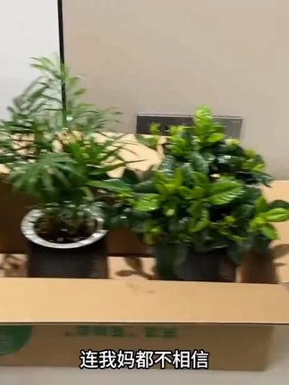 【买三送一】椰子金钻发财树