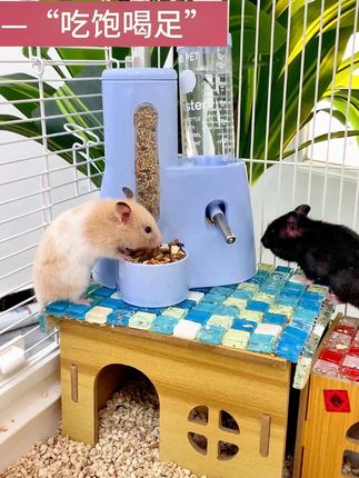 养鼠人的福音!这款#喂食喂水器 太实用了,出远门也不用担心鼠鼠渴着饿着了#仓鼠 #金丝熊