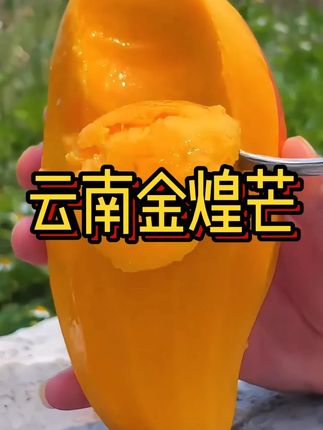 好甜好有芒果味的芒果啊!直接买中果的就很好吃了!芒果脑袋一定要试试云南的金煌芒,真的不一样!#新鲜应季水果 #金煌芒 #口感特别好 #水果 #芒果之乡