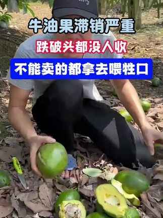 云南孟连的“森林奶油”熟了!哈斯牛油果柔滑似奶却清爽! #牛油果 #牛油果的最佳吃法 #牛油果的神仙吃法 #牛油果去核小妙招 #牛油果绿 云南孟连的“森林奶油”熟了!哈斯牛油果柔滑似奶却清爽,坚果香混着青草层次感,宝妈做辅食、健身加餐都闭眼入~