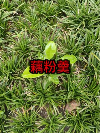 谷奇亚籽坚果藕粉羹500g/桶 #藕粉 #坚果藕粉 #奇亚籽坚果藕粉