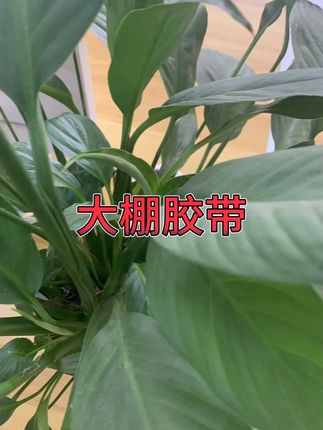 大棚胶带薄膜修补专用透明 #大棚胶带 #薄膜修补 #农业用品