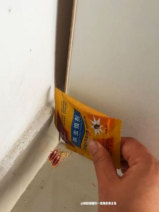 家里有蟑螂,撒一把这个杀虫饵剂轻松搞定 大小蟑螂一窝端家用蟑螂克星#蟑螂药 #灭蟑螂 #蟑螂克星 #好物推荐🔥 #在抖音入手的好东西