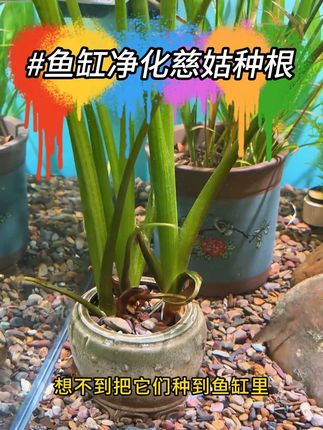 养鱼偷懒不想换水?这个神奇的种球就能帮你实现!#鱼缸净水 #鱼缸造景 #养鱼日常 #茨菇 #水草 #2