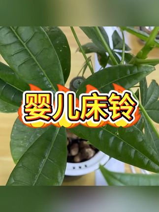 #宝宝用品 #婴儿玩具 #床铃