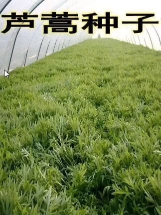 这就是鲜嫩脆甜的#芦蒿种子 好种植,可以多岔采收#家庭种植 #芦蒿