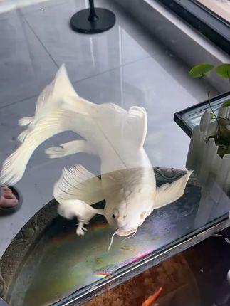 鱼星人冻干磷虾幼虾虾干小型鱼水龟半水龟开口粮观赏鱼通用小幼龟#宠物开口粮 #鱼星人冻干磷虾 #小型鱼粮 #水龟食物 #宠物美食