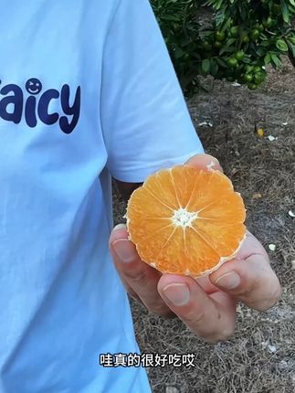 台州早熟海岛蜜桔!