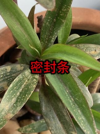 #引擎盖密封条 #隔音降噪 #长安汽车