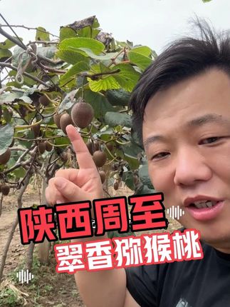 我今天在陕西周至!一起尝尝翠香猕猴桃 #翠香猕猴桃 #猕猴桃
