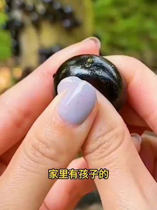 #嘉宝果 也叫树葡萄,口感像山竹,清香甘甜,种它特别简单,喜欢你也种上吧#树葡萄