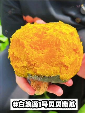 金黄的果肉,浓郁的板栗味,想吃粉面香甜贝贝南瓜的姐姐一定要来我们原产地看看,所见即所得的品质~#贝贝南瓜 #美食推荐 #快来一起尝个鲜