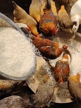#鸡鸭鹅养殖 养鸡不驱虫,等于在养虫