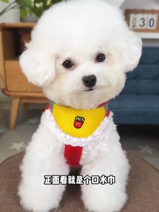 可爱又便宜的牵引胸背,穿脱方便,快给你家毛孩子安排#萌宠好物 #宠物胸背 #狗狗牵引绳 #狗绳 #新手养狗