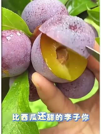 脆红李子树果树苗晚熟脆红李子树苗脱骨李树苗晚熟红脆李果树苗 #脆红李子树 #果树苗 #李子树苗 #水果树苗 #树苗种植