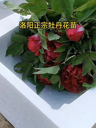 耐寒耐旱的花牡丹花,你确定不带一盆回家吗? #牡丹#花卉绿植#盆栽#牡丹花#热点