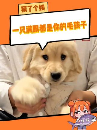 一只满眼都是你的毛孩子也太有爱了!@金毛卡卡Ka~ 原博主在这里!#金毛 #可爱 #狗狗