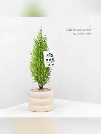 放青松绿植香松盆栽阳台客厅桌面绿植绿清新柠檬香圣诞树花卉 #郝劭文 推荐 #室内绿植 #绿植盆栽 #放青松绿植 #绿植推荐