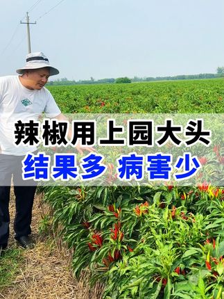 辣椒地里用上它,高产丰收不用愁 #辣椒高产 #辣椒种植技术 #园大头 #促花保果 #增产增收叶面肥