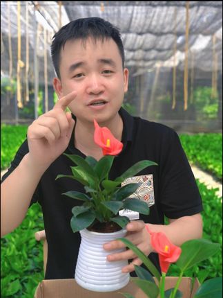 几块钱买的两盆金钻 #金钻 #花卉绿植盆栽 #室内绿植