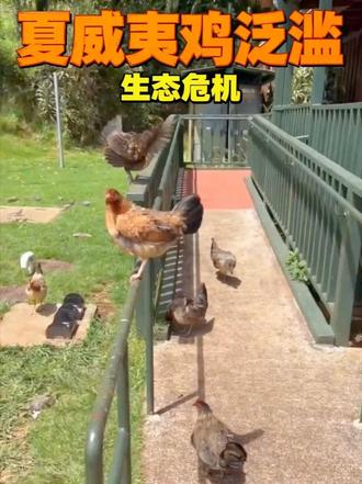谁能想到?夏威夷如今最大的“外来入侵者”竟然是鸡! #生态危机 #动物泛滥 #自然生态 #科普纪录