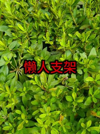 #懒人支架 #直播神器 #床上追剧