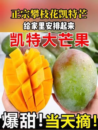 又到了吃攀枝花凯特芒果的季节!个大饱满,皮薄肉厚,果肉细腻无丝,口感软糯香甜,芒果味很浓郁,真的太好吃了!#芒果 #凯特芒果 #现摘现发新鲜到家 #快来一起尝个鲜 #优质水果