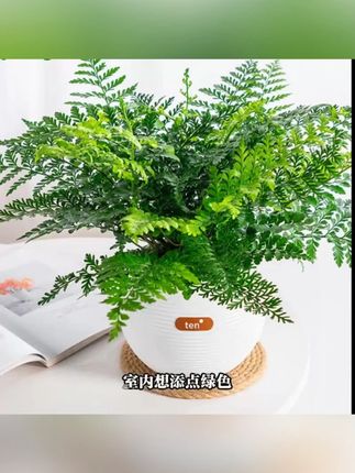 吉姆蕨网红植物盆栽绿植室内茶室盆景花卉水培蕨类观叶好养盆栽花#吉姆蕨 #室内盆栽 #网红植物 #水培蕨类 #绿植养护
