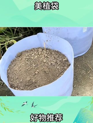 自从入手了这个50*40的大容量美植袋,之前花巨资购买的加仑盆再也不香了,美植袋既物美价廉,容量还大,实在是太香了#美植袋 #家庭种植 #秋播