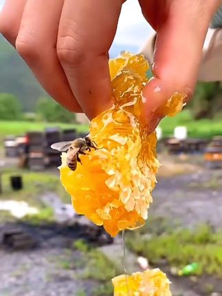 快扔了奶茶来喝土蜂蜜吧