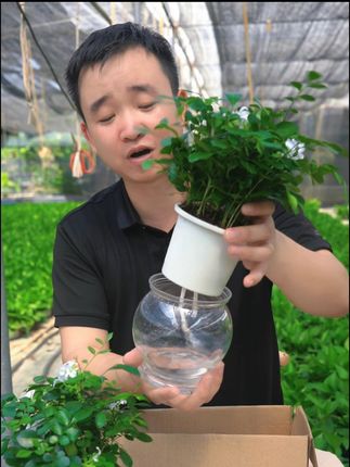 几块钱2盆驱蚊九里香不要嫌贵了 #九里香 #驱蚊植物 #花卉绿植盆栽 驱蚊植物九里香