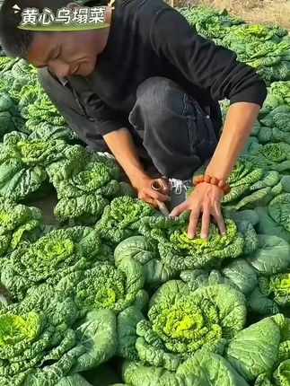 雪下踏菜赛羊肉,说的就是这款黄心乌塌菜