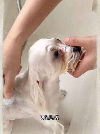 狗狗洗澡冲头不乖怎么办? 宠物店是怎么给狗狗洗澡冲水的?为什么宠物店洗澡狗狗就会很乖?来看一下宠物店洗澡冲水的方法吧 #宠物用品 #泰迪 #萌宠好物 #狗狗洗澡 #新手养宠