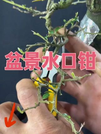 盆景水口钳。#盆景#盆景工具#园艺#三农 #金弹子
