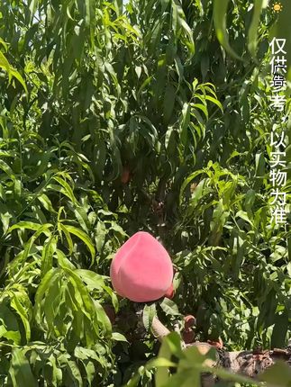 这个夏天你可能需要一个给你寄桃子的山东朋友 #桃子熟了 口感又脆又甜!满口的桃香味儿!#山东蒙阴脆桃 #脆蜜桃 #脆桃