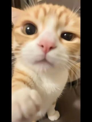 【内衣专用】蓝月亮女士温和内衣裤专用洗衣液 持久樱花香除菌去渍