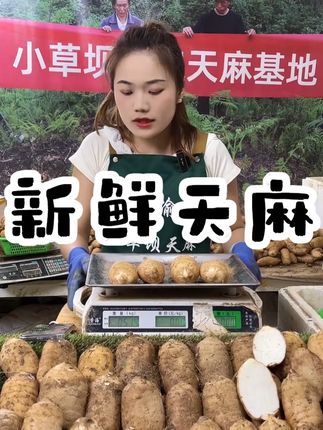 云南昭通小草坝新鲜天麻原产地直发 #好物分享 #新鲜天麻 #热点宝 #原产地直发 #新鲜