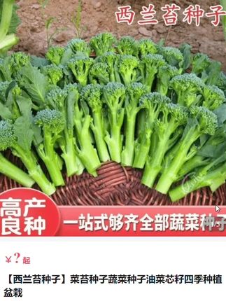 西兰苔种子