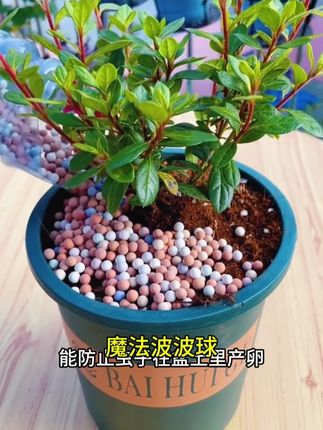 想在家里干净的养花,可以铺上#彩色陶粒 ,即美观又保水保肥#花卉绿植 #爱生活爱养花 #我的花花草草 #多肉 d