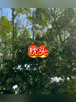 试睡7天牵引枕头枕芯枕家用成人单人睡眠枕#枕头 #枕头推荐 #枕芯 #护颈椎枕头 #护颈枕