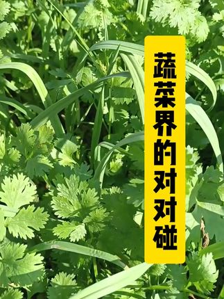 这些蔬菜种在一起吃也吃不完 #新农人计划2025 #抖音助农 #种植小技巧 #支持三农扶持三农发展 #菜园