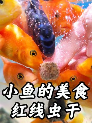 红线虫也叫水蚯蚓是鱼儿天生爱吃的美餐,你试试就知道它们有多爱抢,主要是高蛋白高营养鱼儿长得快还活跃#鱼粮 #红线虫 #喂鱼 #新手养鱼