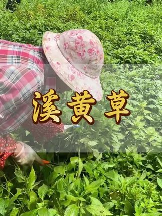 溪黄草做成茶,退🔥非常尚 #潮汕青草文化 #潮汕